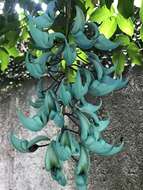 Image of Jade Vine