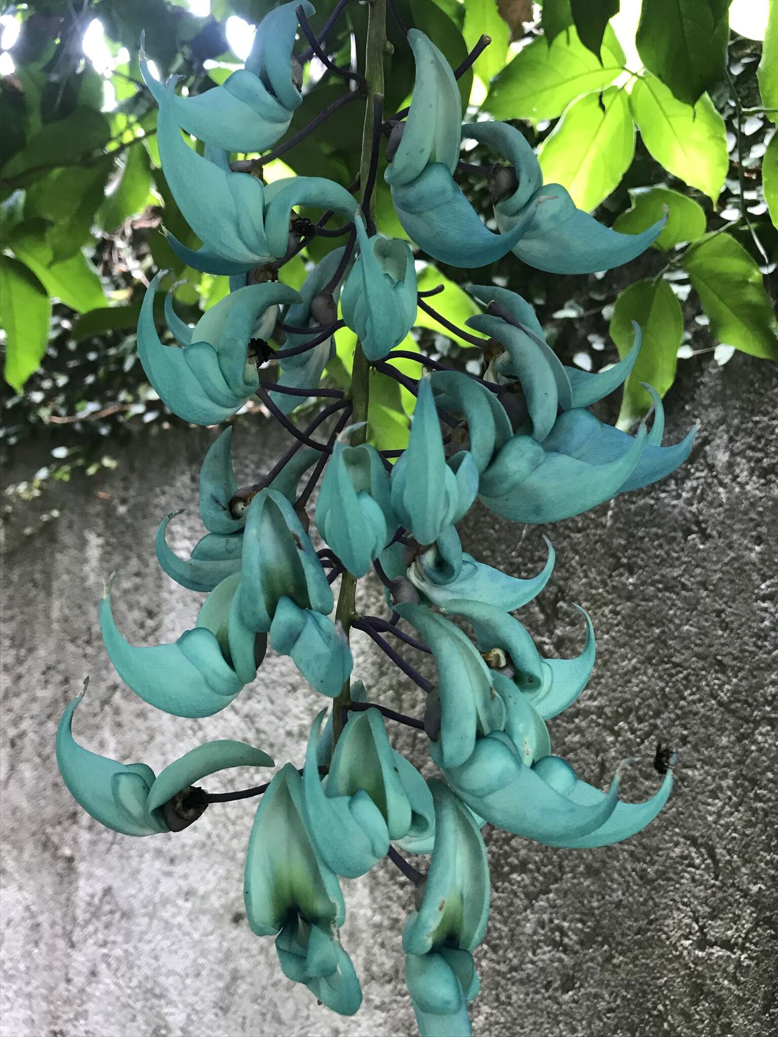 Image of Jade Vine