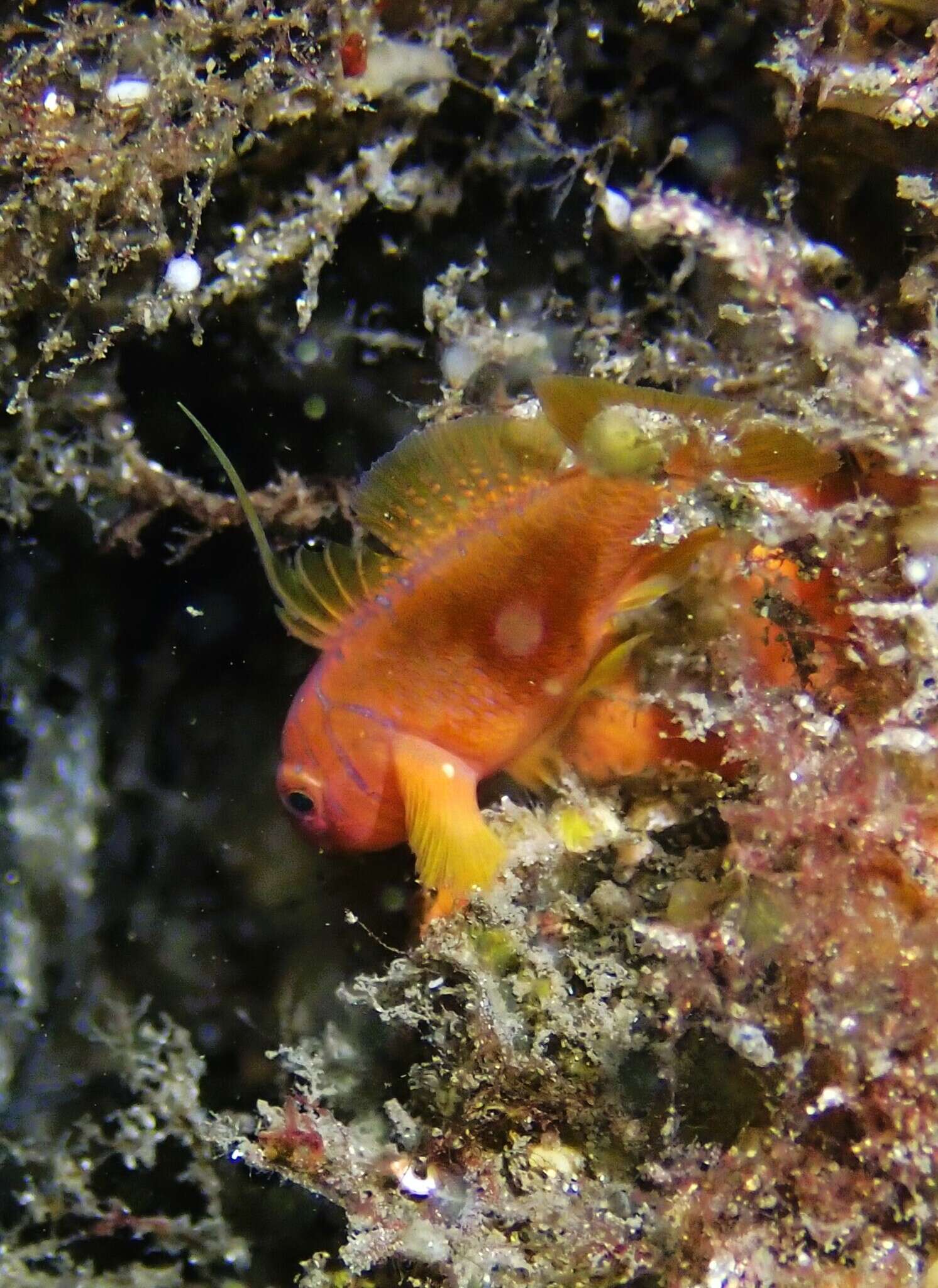 Image of Orange reef-goby