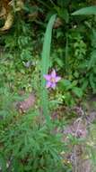 Image of splitleaf gilia