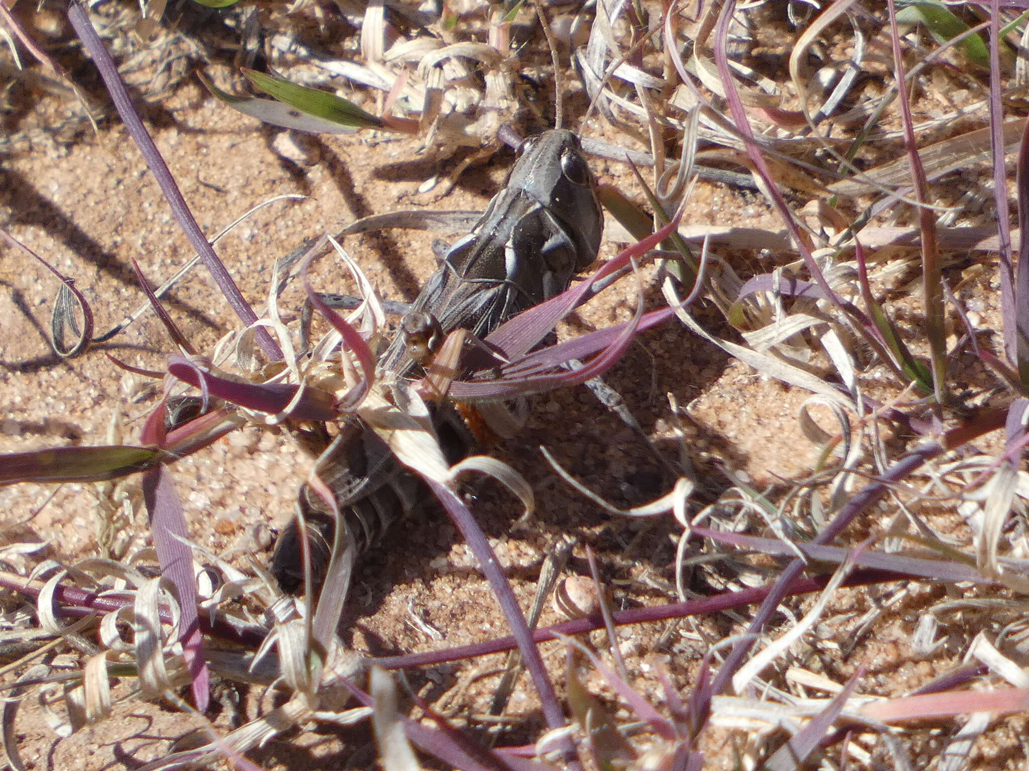 Image of Four-spotted Grasshopper