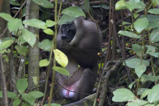 صورة Mandrillus leucophaeus poensis Zukowsky 1922