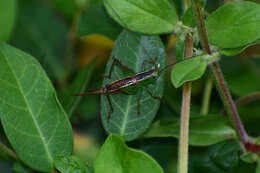 Image of Conocephalus (Anisoptera) signatus (Redtenbacher 1891)