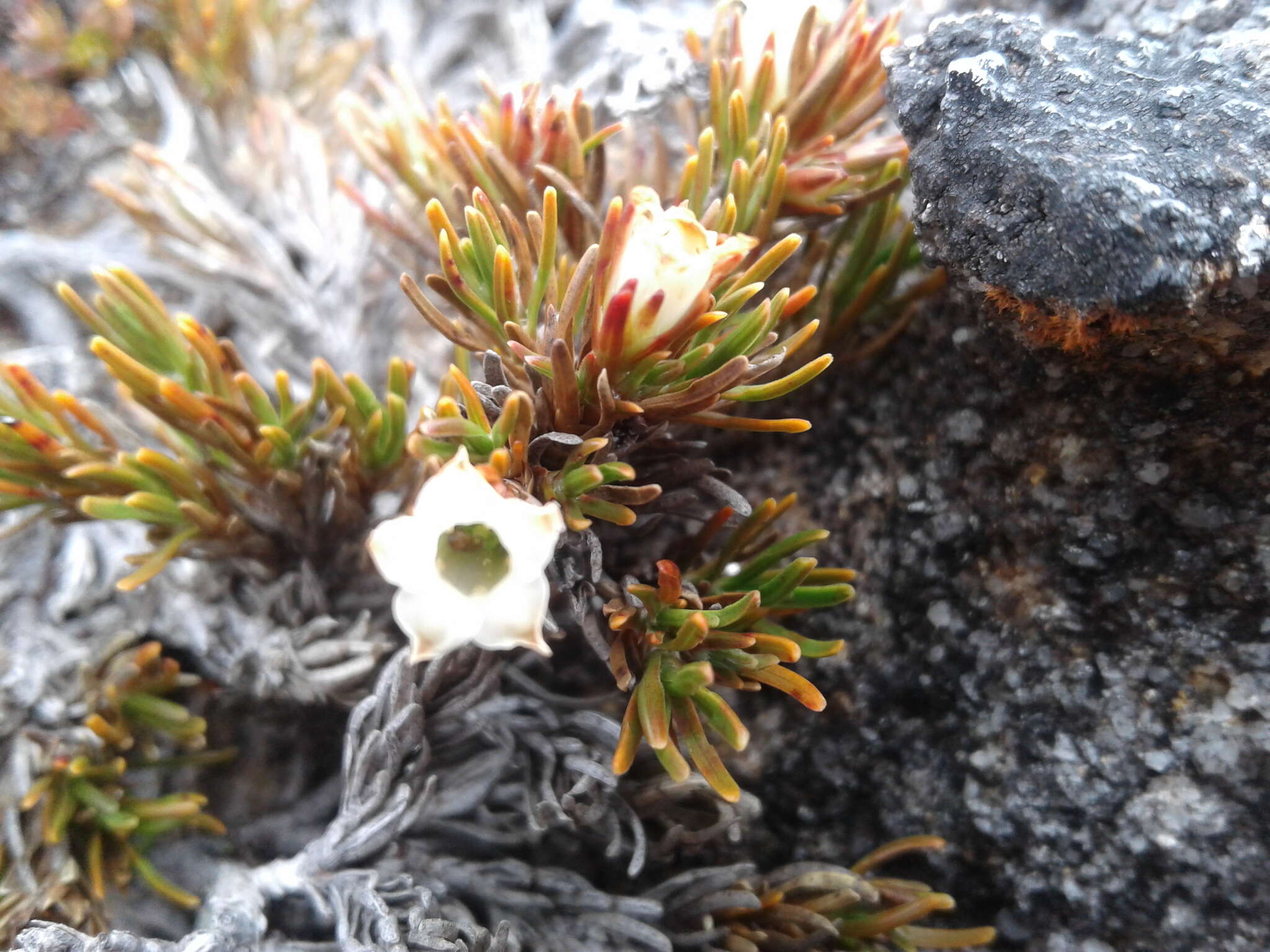 Image of Dracophyllum densum W. R. B. Oliv.