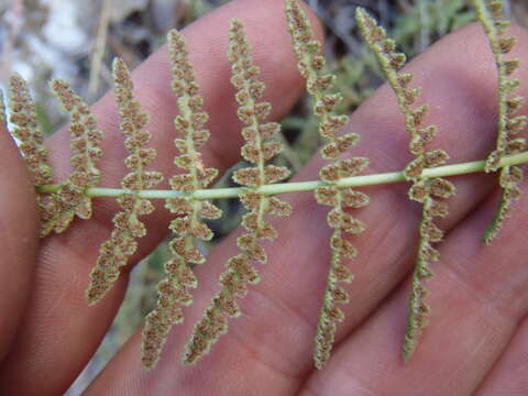 Plancia ëd Woodsia phillipsii