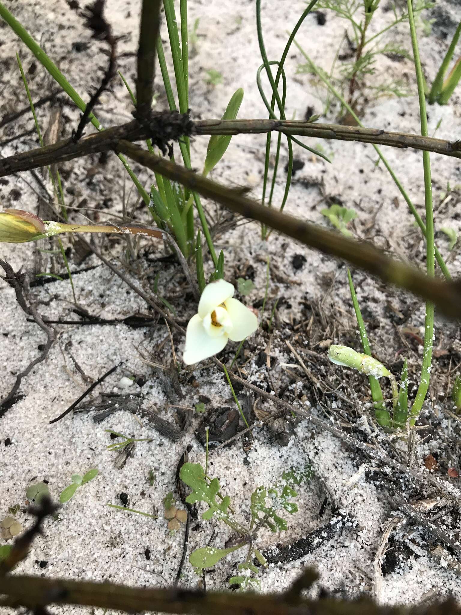 Image of Romulea flava var. flava