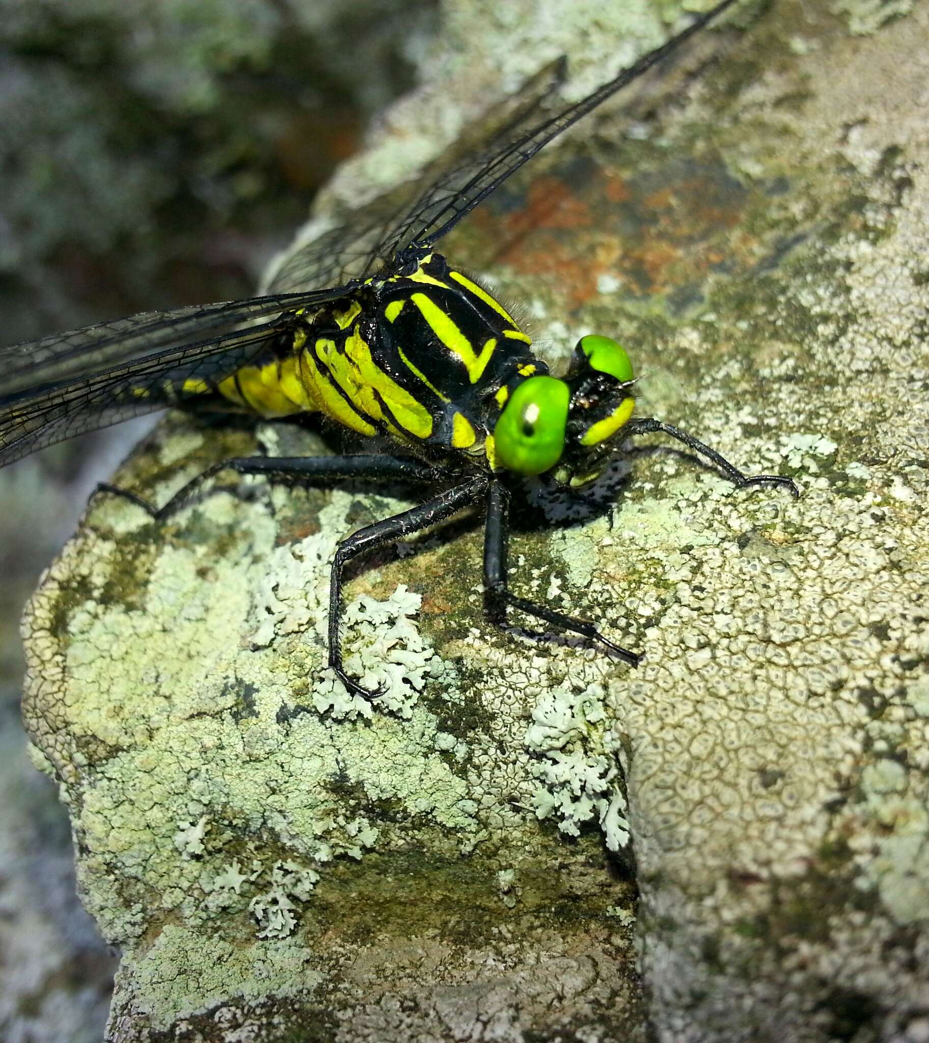 صورة Anisogomphus Selys 1858