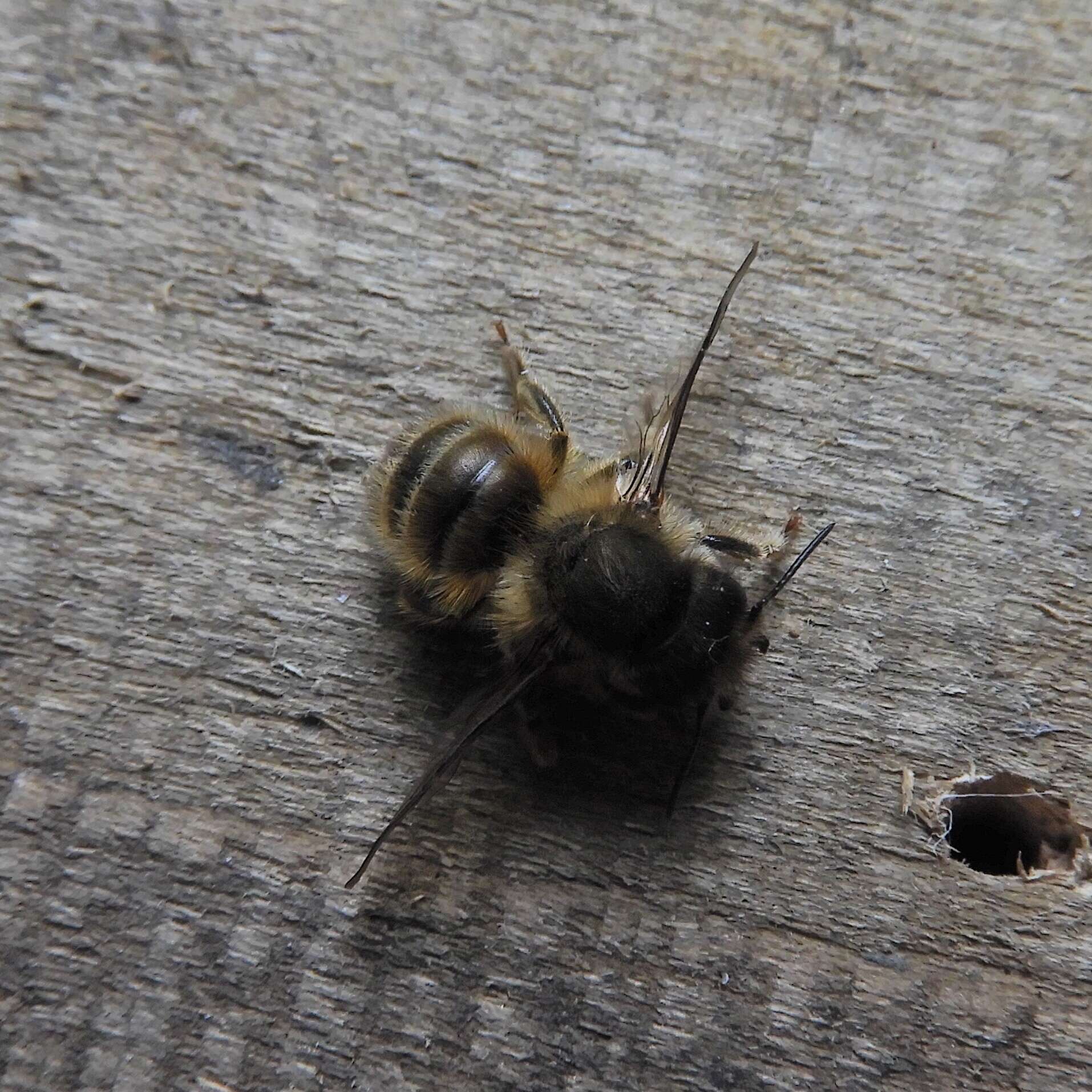 Image of Hornfaced Bee