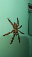 Image of Trinidad Chevron Tarantula