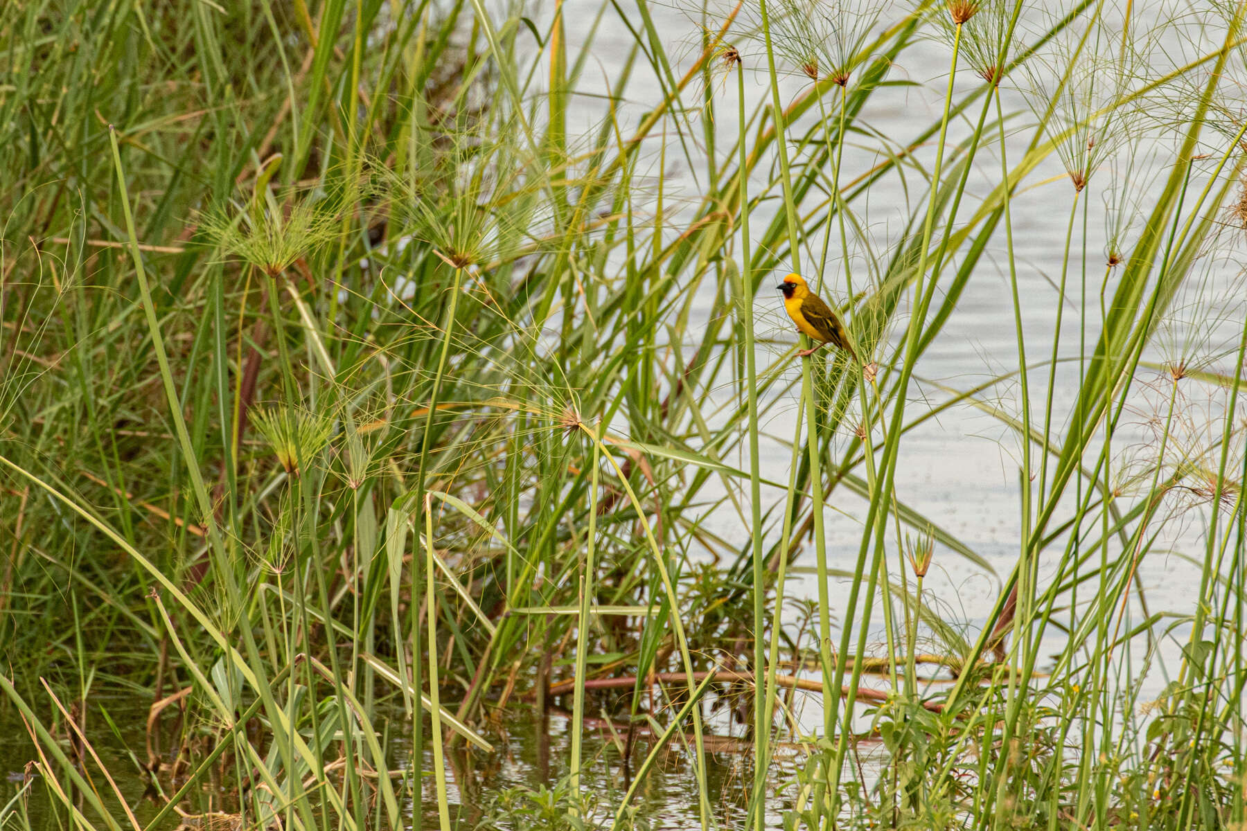 Image of Northern Brown-throated Weaver