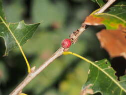 Image of Kokkocynips imbricariae (Ashmead 1896) Nieves-Aldrey, Nicholls, Tang, Melika, Stone, Pujade-Villar, Buffington, Maldonado & Medianero 2021