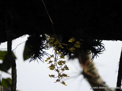 Image of Trichocentrum biorbiculare (Balam & Cetzal) R. Jiménez & Solano