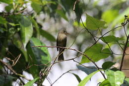 Image of Jamaican Pewee