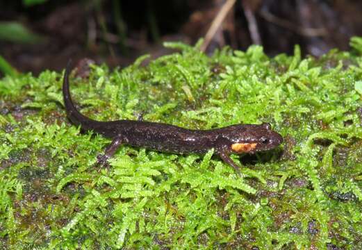 Image of Imitator Salamander