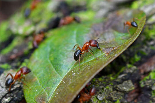 Image of Florida Carpenter Ant