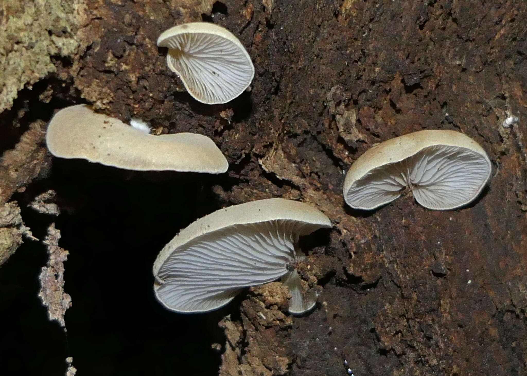 Crepidotus inconspicuus resmi