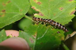 Image de <i>Arthrophaga myriapodina</i>