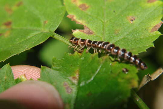 Image of <i>Arthrophaga myriapodina</i>