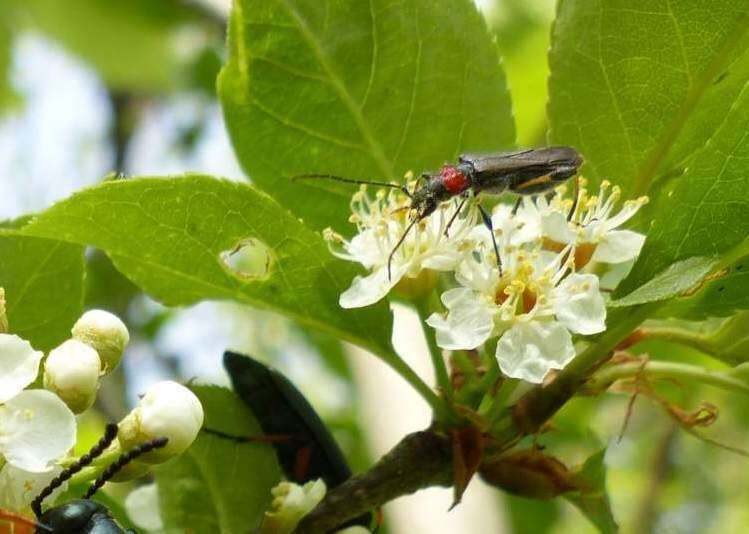 Imagem de Callimoxys sanguinicollis (Olivier 1795)