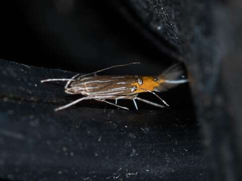 Image of Cosmopterix quadrilineella Chambers 1878