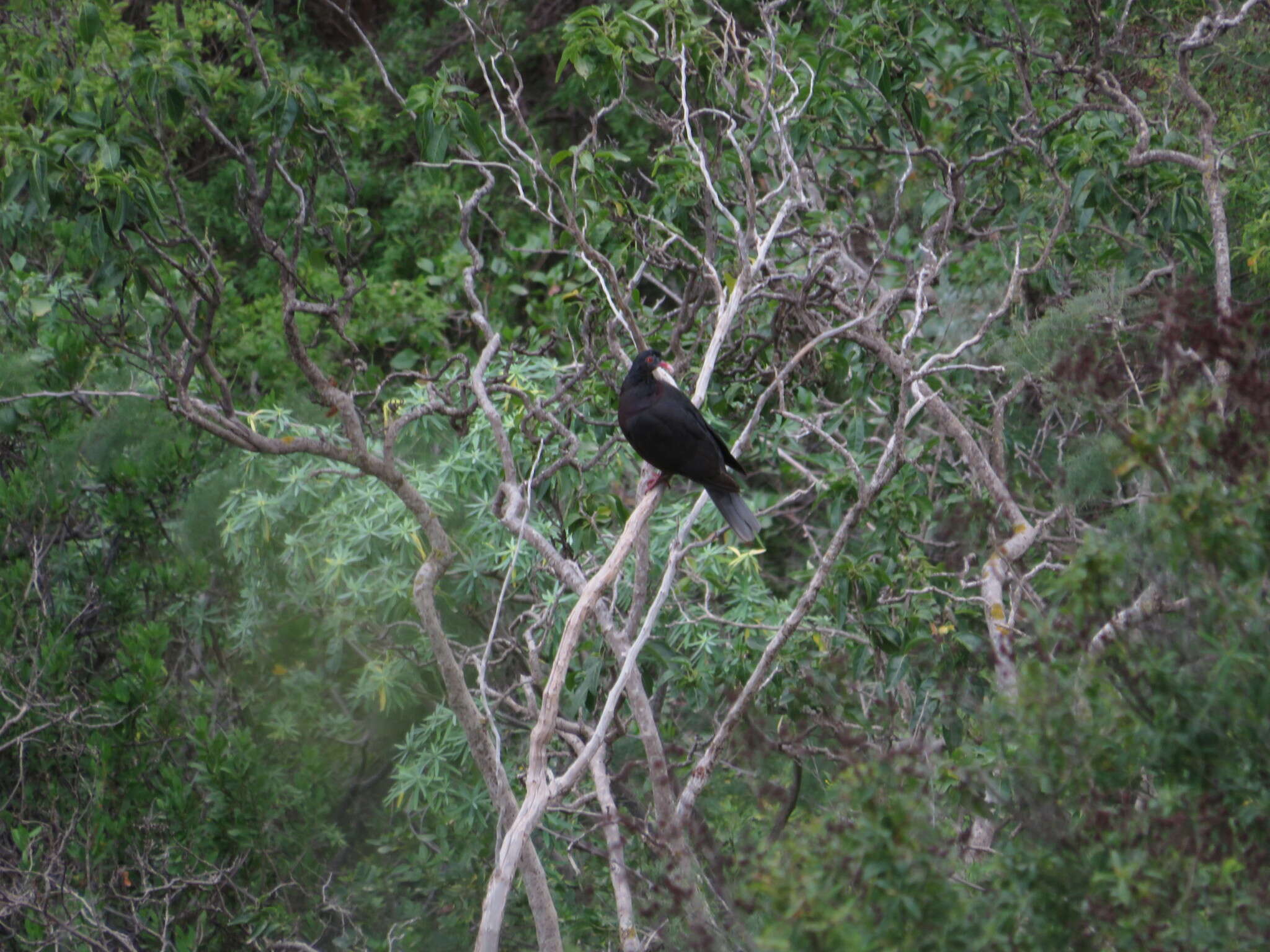 Image de Pigeon des lauriers