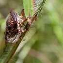 Image de Diceroprocta olympusa (Walker & F. 1850)