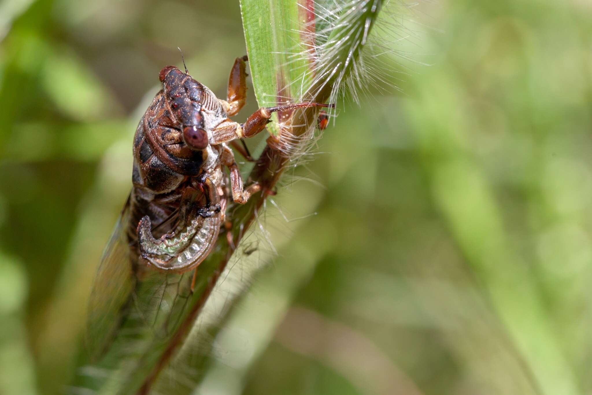 Image de Diceroprocta olympusa (Walker & F. 1850)