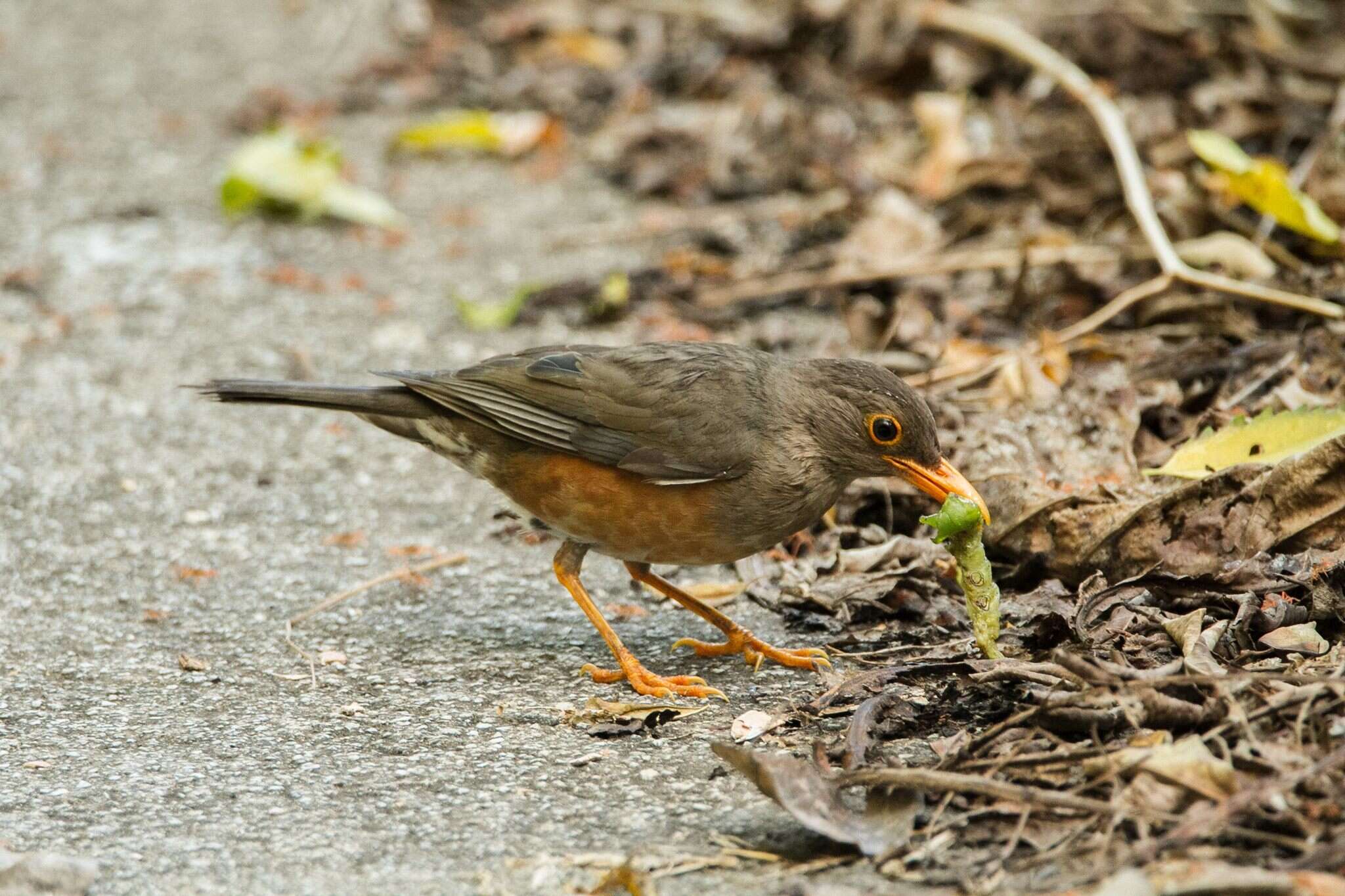 Image of Turdus poliocephalus erythropleurus Sharpe 1887