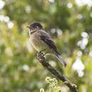 Image of Black-capped Flycatcher