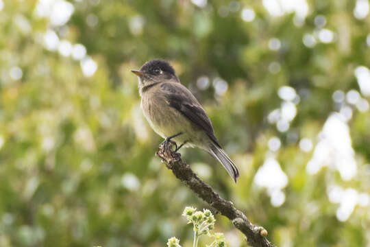 Image of Black-capped Flycatcher