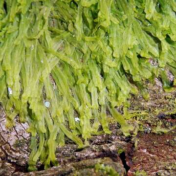 Image of Metzgeria furcata (L.) Corda