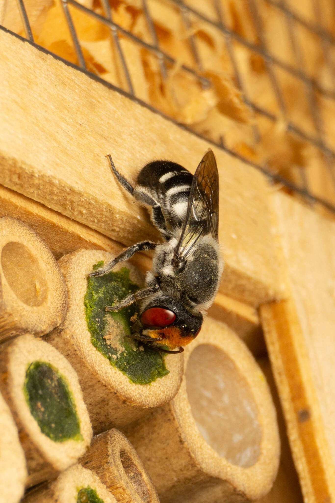 Image of Megachile aurifrons Smith 1853