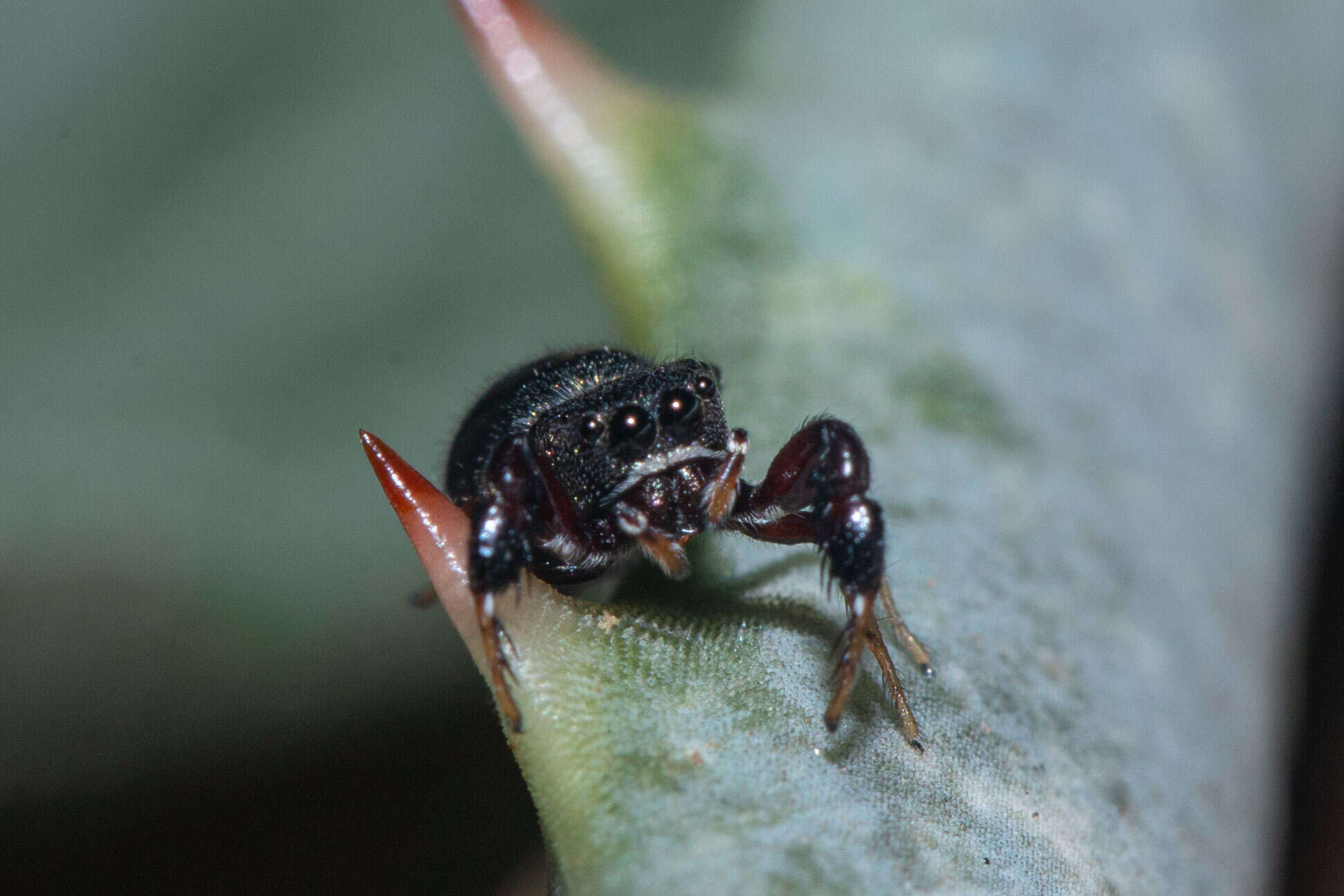 Image de Harmochirus luculentus Simon 1886