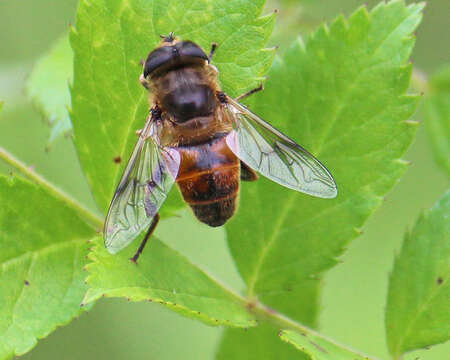 Image of drone fly