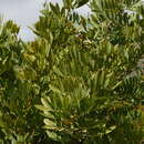 Plancia ëd Apurimacia dolichocarpa (Griseb.) Burkart
