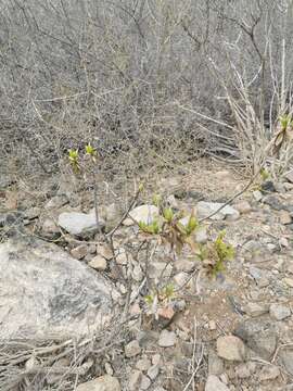 Image of Flourensia thurifera (Molina) DC.