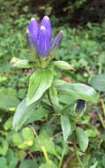 Image de Gentiana andrewsii Griseb.