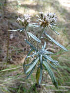 Plancia ëd Chionolaena salicifolia (Bertol.) G. L. Nesom