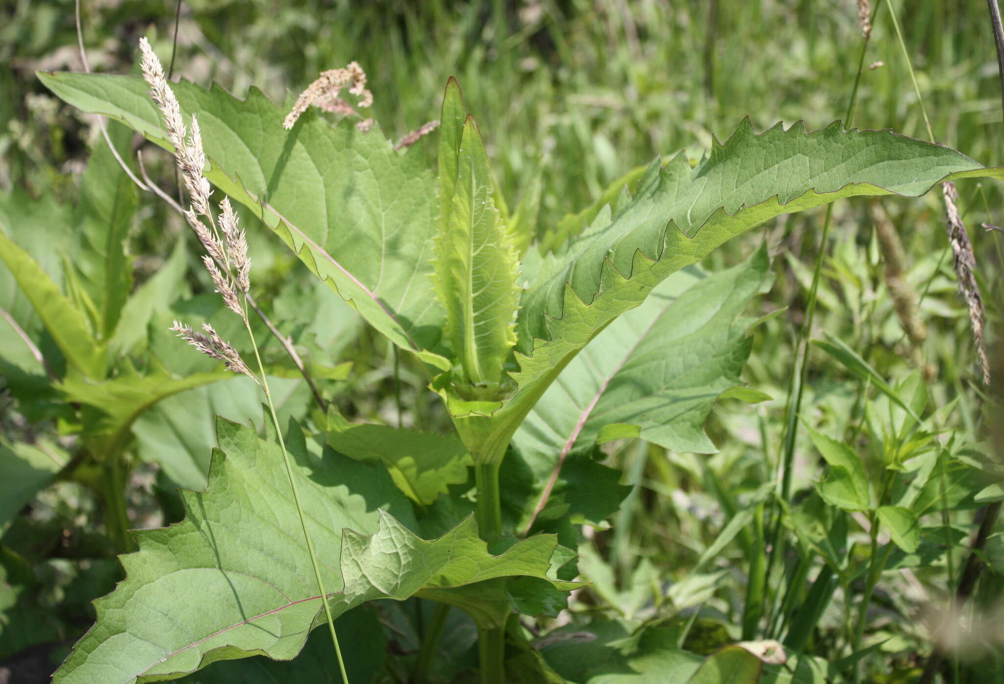 Plancia ëd Arctium minus (Hill) Bernh.