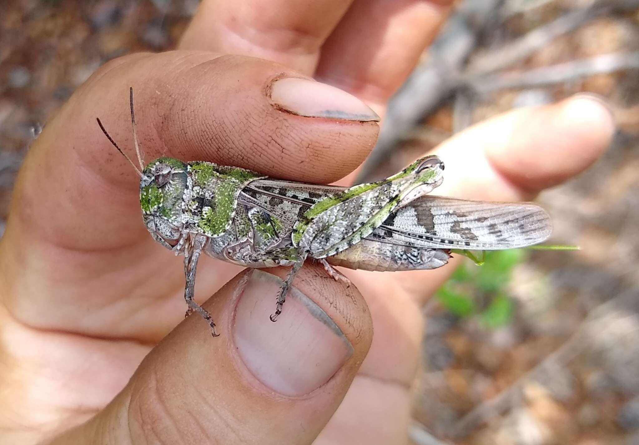 Слика од Pardalophora phoenicoptera (Burmeister & H. 1838)