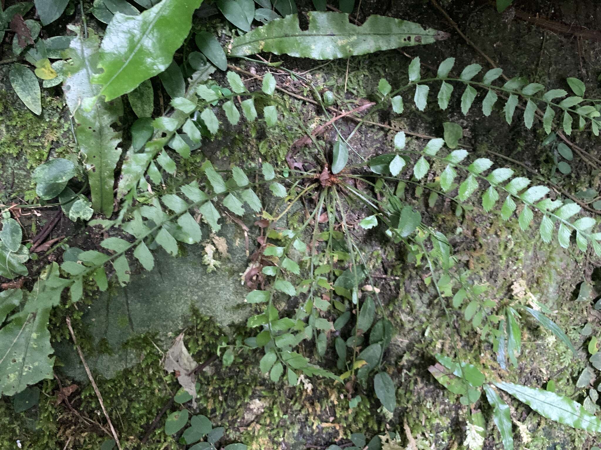 Polystichum formosanum Rosenst. resmi