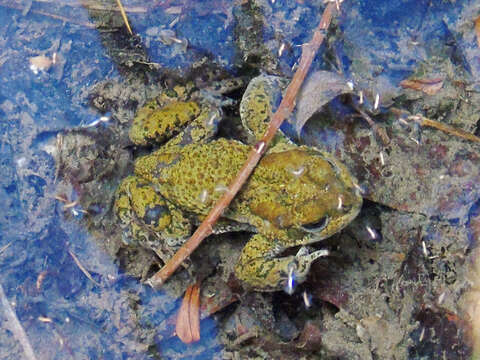 Image of Ladakh Toad