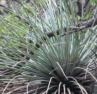 Image de Agave tenuifolia Zamudio & E. Sánchez