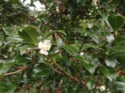 Image of Camellia oleifera Abel.