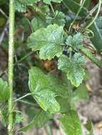 Image of Hibiscus barbosae Exell