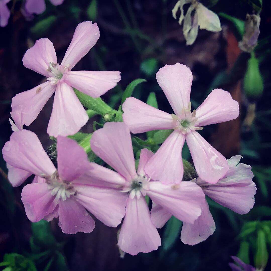 Слика од Silene caroliniana subsp. wherryi (Small) R. T. Clausen