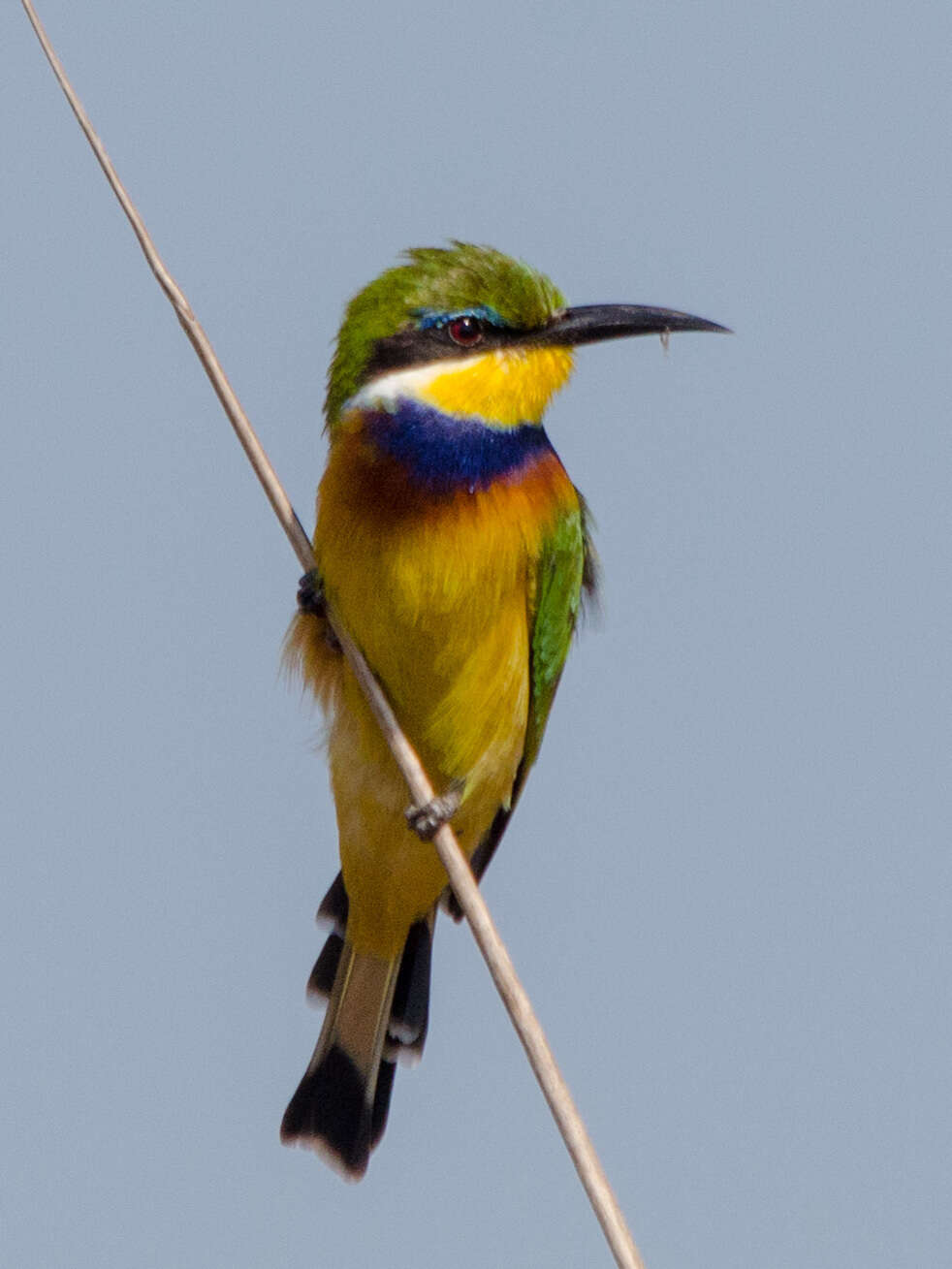 Image of Blue-breasted Bee-eater