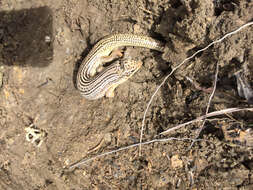 Image of Great Plains skink