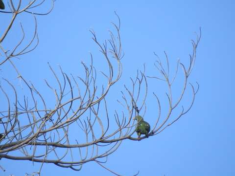 Image of Claret-breasted Fruit Dove