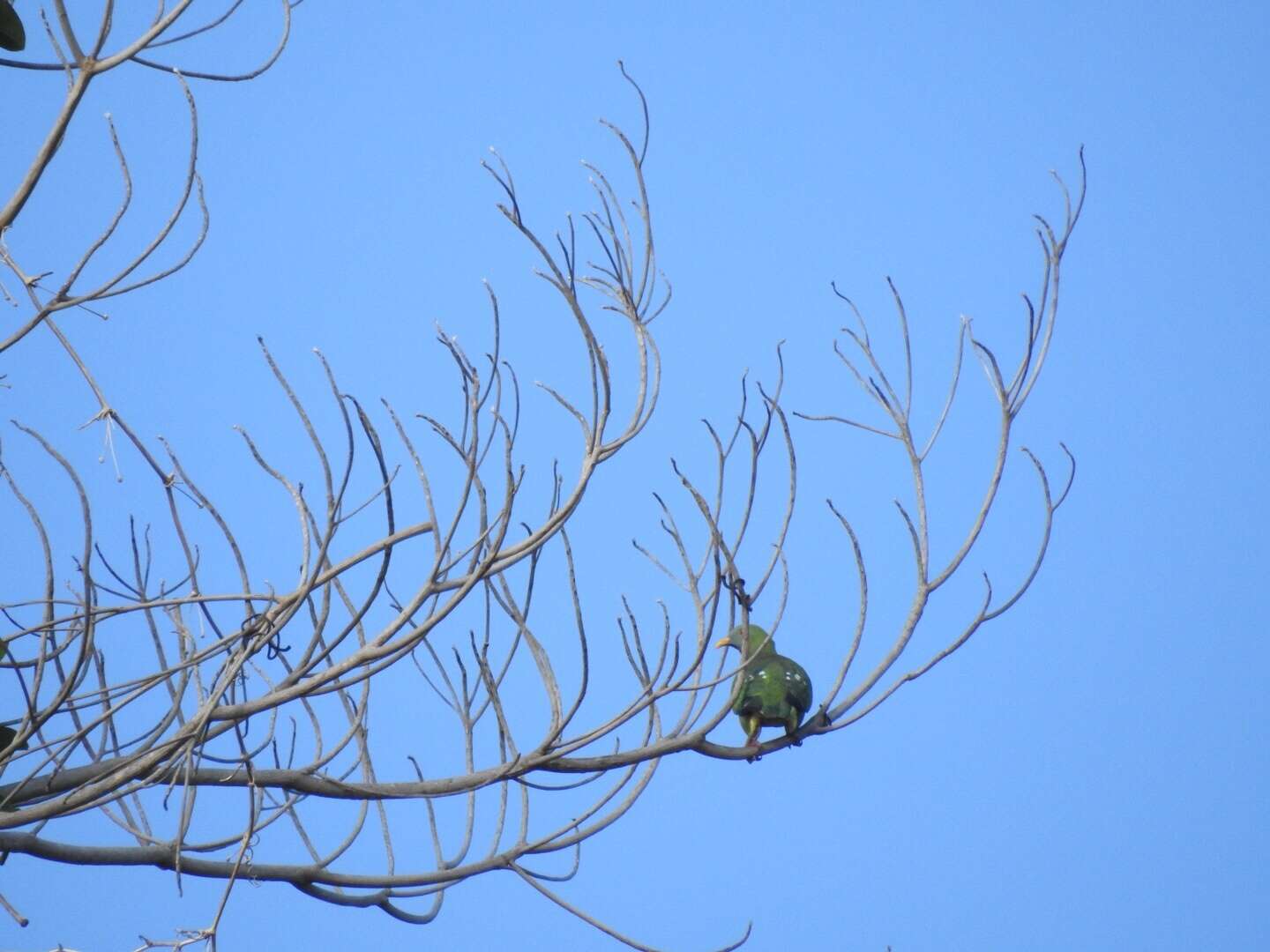 Image of Claret-breasted Fruit Dove